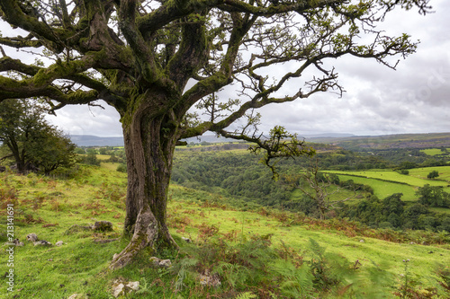 Spätsommerlandschaft von Wales