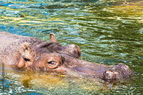 The hippopotamus (Hippopotamus Amphibius) looks out of the water. Hippo bathes in the river, the lake in a natural environment. Muzzle close-up.