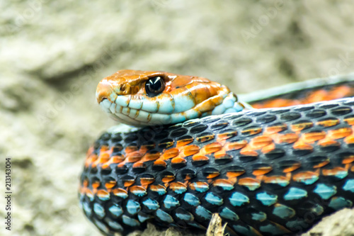 Blue-orange snake close-up in nature