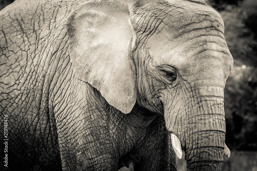 Elephant close-up with sad expression. The head of an elephant close-up. Vintage, grunge old retro style photo.