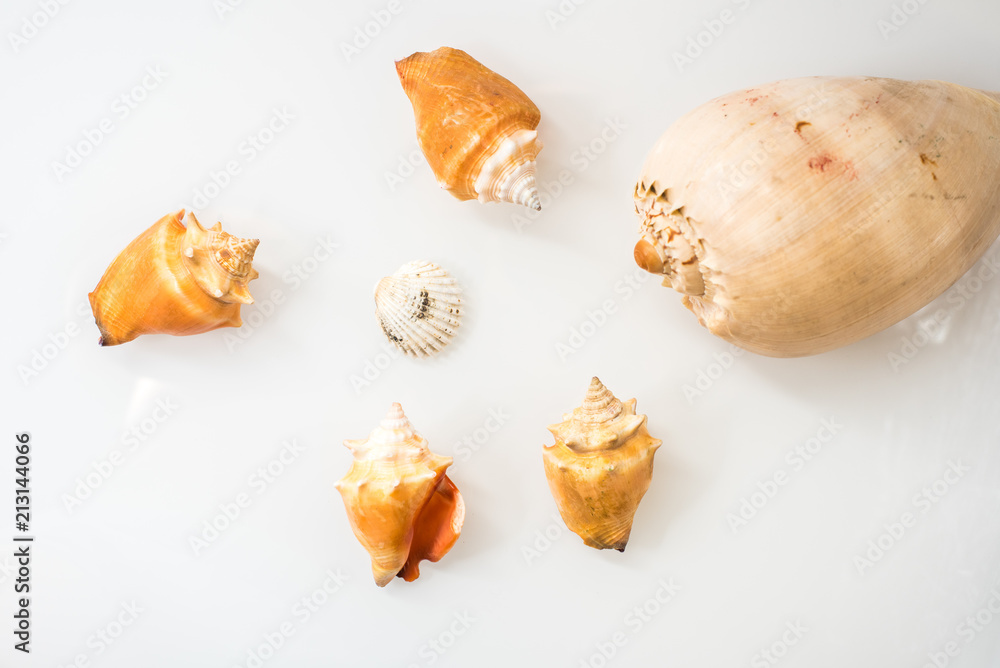 Group of seashells in studio with white background