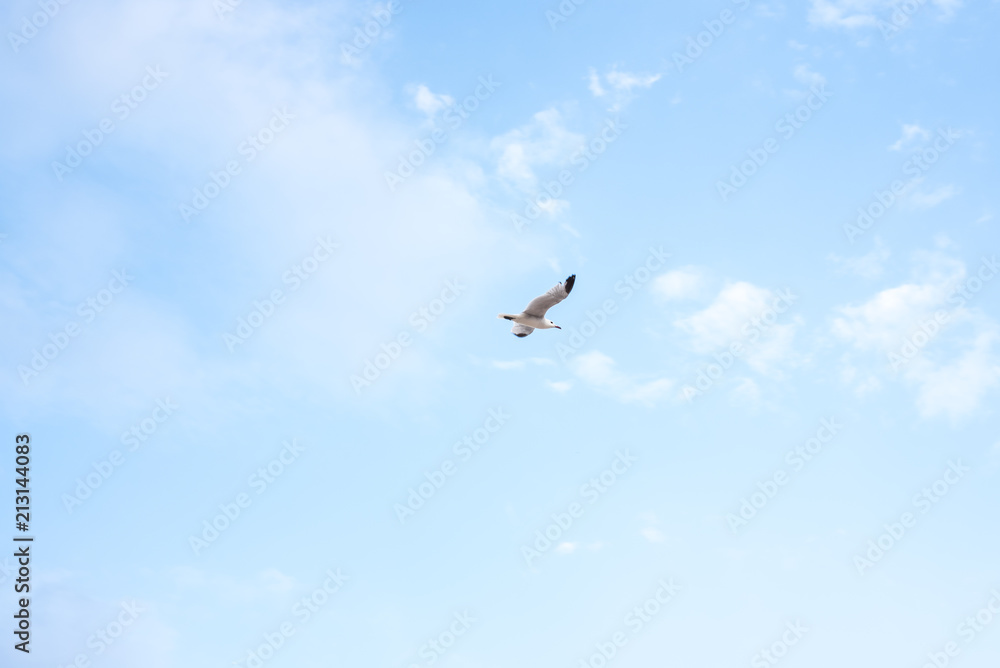 Seagull flying over blue sky