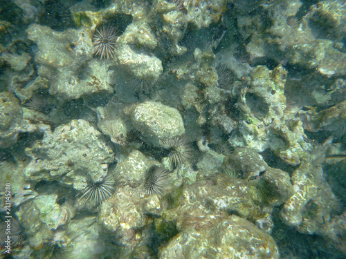 Sea Urchins