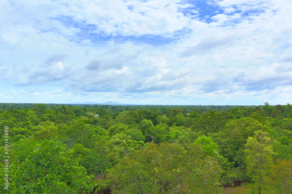 Forest horizontal view of Cambodia