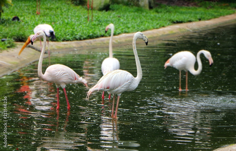 Flamingo in nature habitat. Beautiful water bird. Greater Flamingo or Phoenicopterus ruber, in the water.