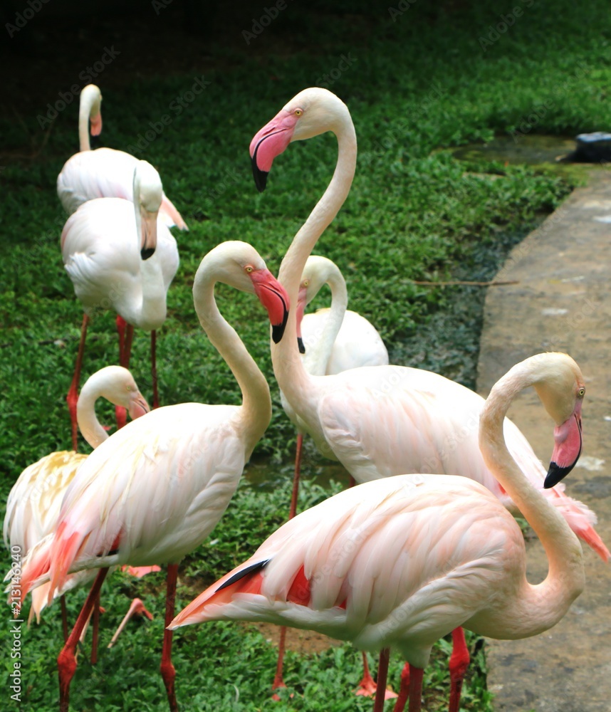 Naklejka premium Flamingo in nature habitat. Beautiful water bird. Greater Flamingo or Phoenicopterus ruber, in the water.