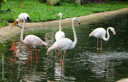 Flamingo in nature habitat. Beautiful water bird. Greater Flamingo or Phoenicopterus ruber  in the water.