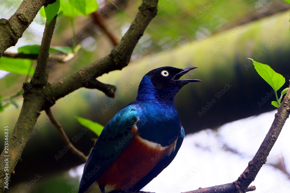 Superb Starling in close up ( Lamprotornis superbus ) with selective focus standing on tree branch. Superb Starling in close up ( Lamprotornis superbus ) with selective focus standing on tree branch.