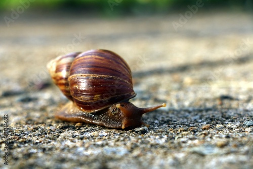 Snail or Achatina fulica walking on the ground
