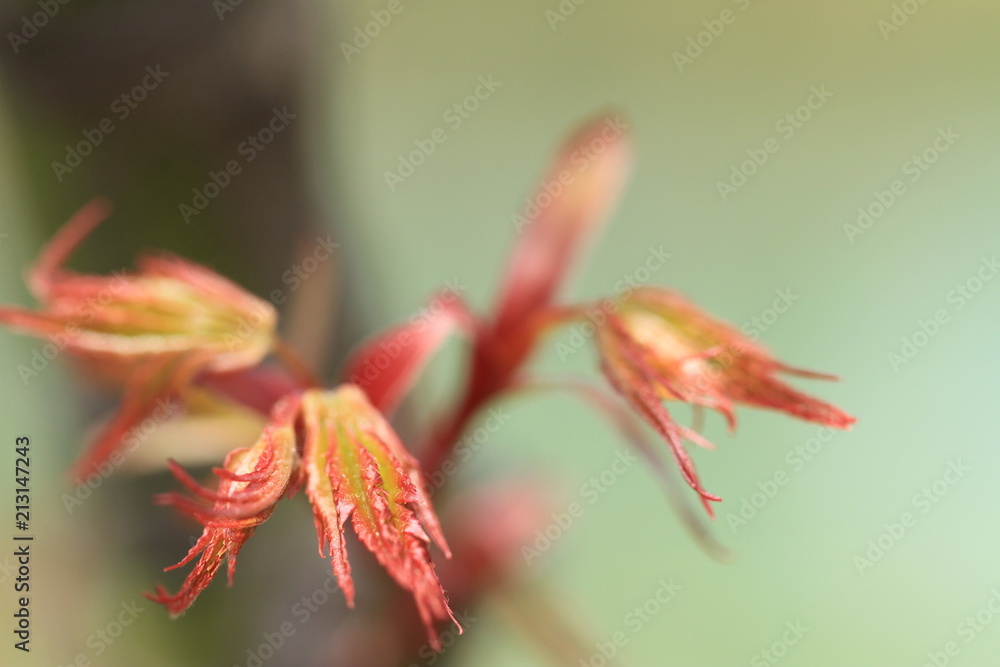 Fototapeta premium 新芽