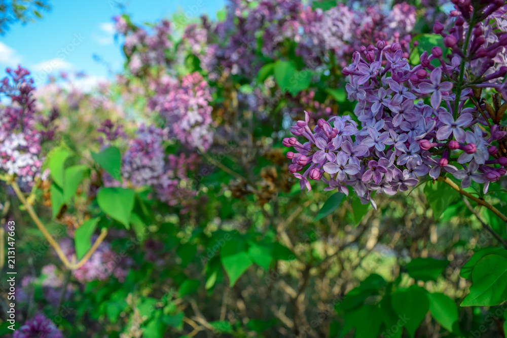 Lilac bush