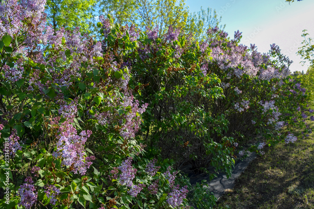 Lilac hedge