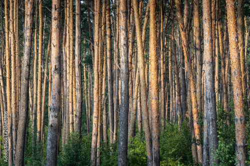 Fototapeta Naklejka Na Ścianę i Meble -  background. pine grove.