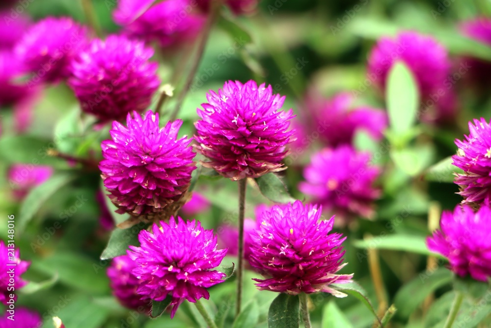 Pink Bachelor's button, Pokok Butang Ungu, Button agaga, Everlasting, Gomphrena, flowers in the garden Pink Bachelor's button, Pokok Butang Ungu, Button agaga, Everlasting, Gomphrena, flowers in the garden