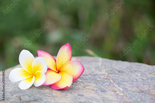 Two white and pink plumeria flowers on the stones. Beautiful stone background.