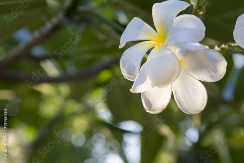 White plumeria flowers on a beautiful tree. And space to type in the text.