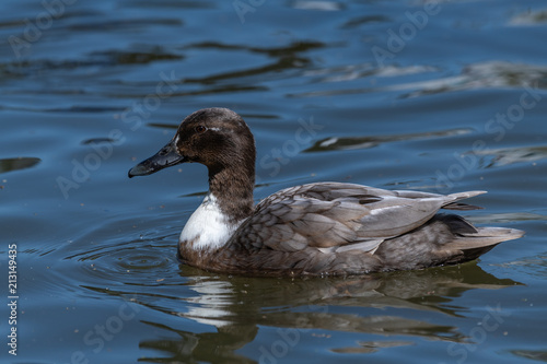 Female Manky Mallard duck photo