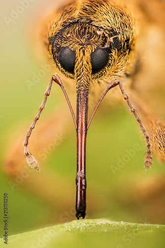 Acorn Weevil, Curculio glandium, Nut Weevil , Curculio nucum photo