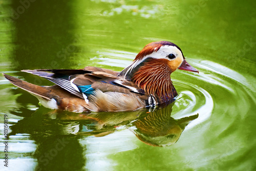 Mandarin duck in lake water.