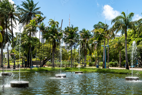 Babassu Palms at 13 Maio Park Recife, Pernambuco, Brazil photo