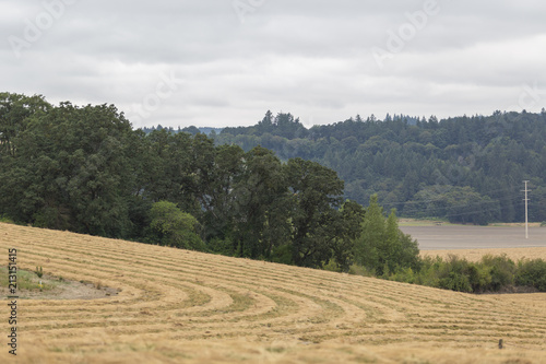 Farm fields. Cut wheat plants.