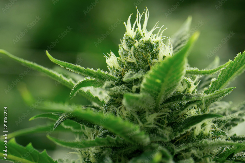 Marijuana Flower Cannabis Macro Cultivation Marijuana Flower Cannabis Macro Cultivation