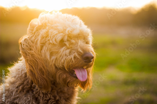 Goldendoodle Honey