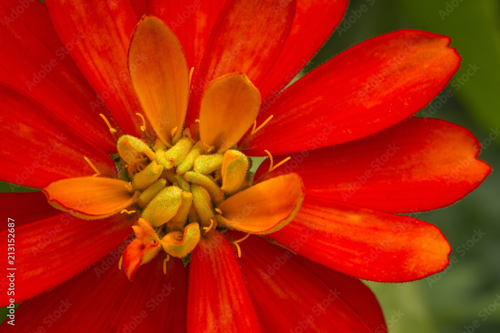 Fototapeta premium A bright red zinna flower close-up