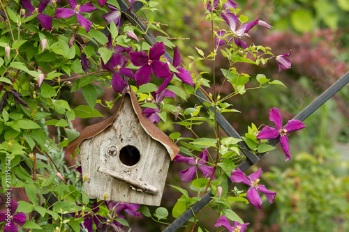 Fototapeta A rustic birdhouse tucked into a flowering clematis vine
