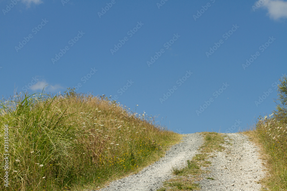 A dirt road cutting through a summer meadow on a sunny day with blue skies