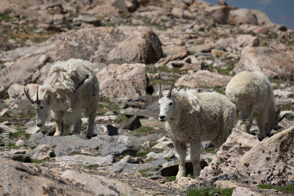 Mountain Goats Mountain Goats