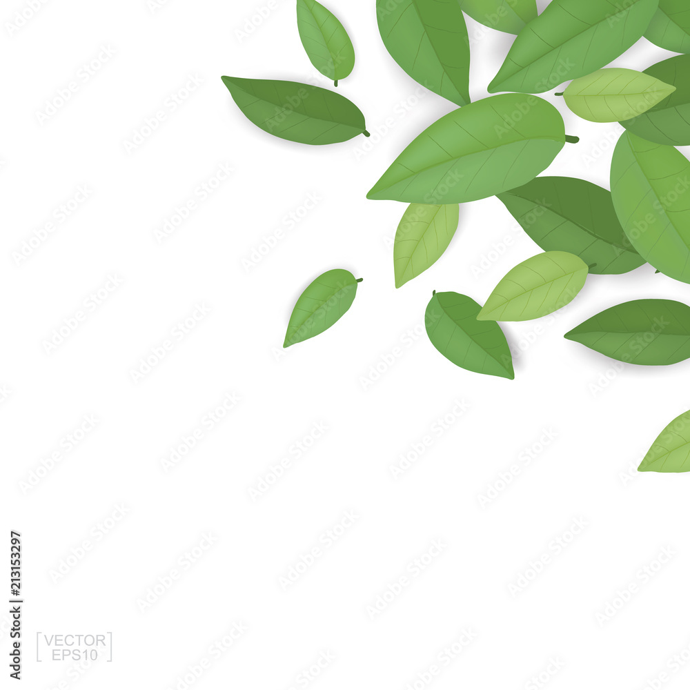 Green leaves isolated on white background. Vector. Green leaves isolated on white background. Vector.