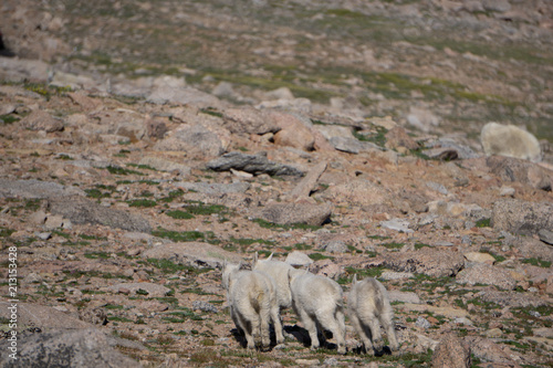 Young Mountain Goats Running