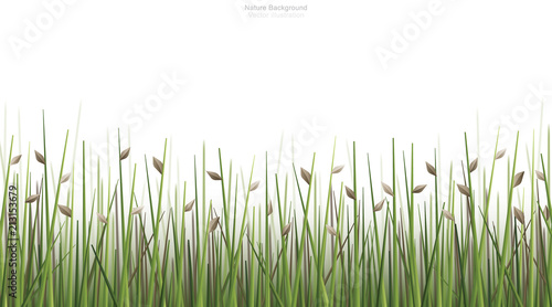 Outdoor green field background isolated on white. Natural abstract background. Vector.