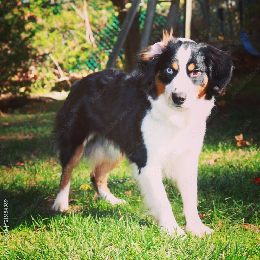 Mini Australian Shepherd Mini Australian Shepherd