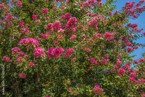 Pink Flower Tree / Bush