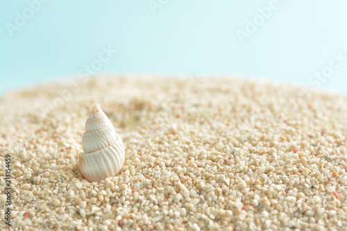 貝殻 サンゴ砂