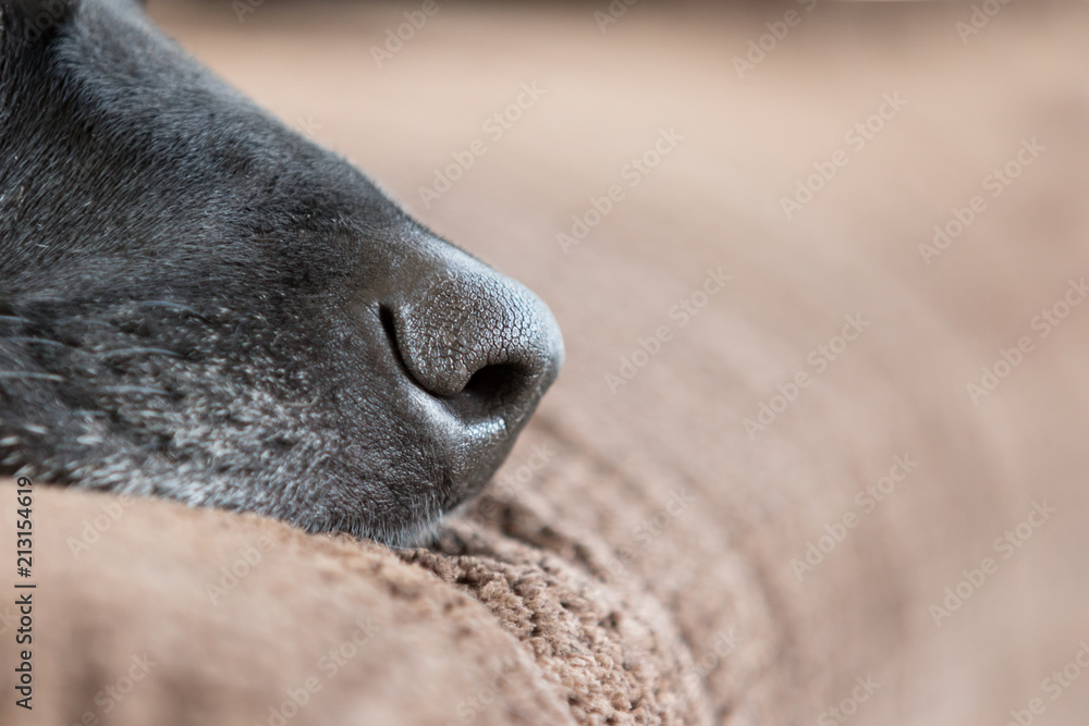 Fototapeta premium A close up of a black dog nose
