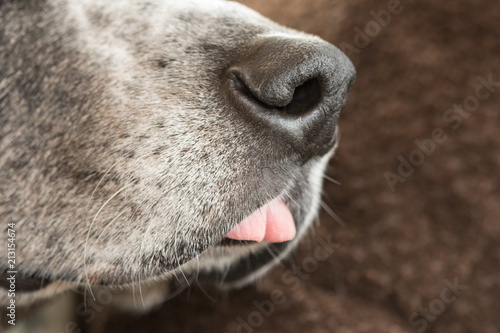 Close up of a dogs muzzle, nose, and tongue