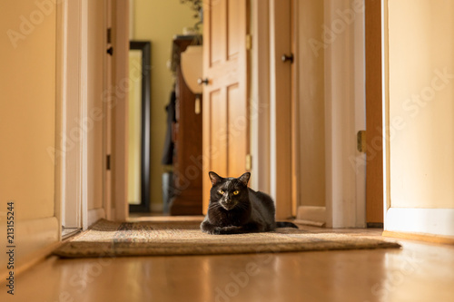 A black cat sitting in a patch of sunlight in a home