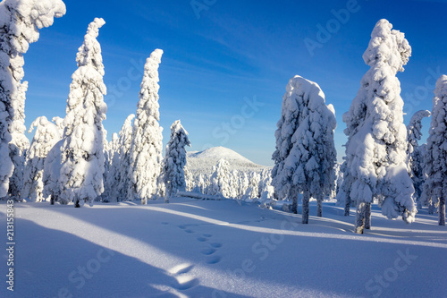 Christmas trees in the winter mountains