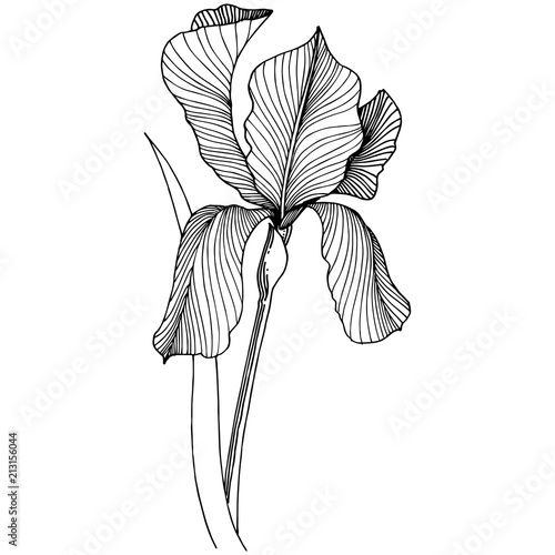 Irises flower in a vector style isolated. Full name of the plant: irises. Vector flower for background, texture, wrapper pattern, frame or border.