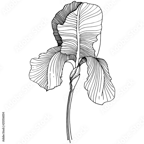 Irises flower in a vector style isolated. Full name of the plant: irises. Vector flower for background, texture, wrapper pattern, frame or border.