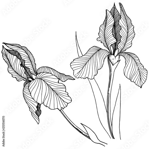 Irises flower in a vector style isolated. Full name of the plant: irises. Vector flower for background, texture, wrapper pattern, frame or border.