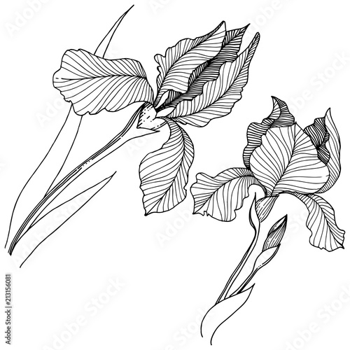 Irises flower in a vector style isolated. Full name of the plant: irises. Vector flower for background, texture, wrapper pattern, frame or border.
