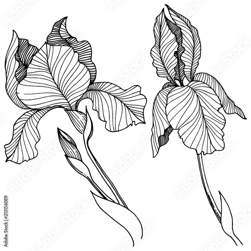 Irises flower in a vector style isolated. Full name of the plant: irises. Vector flower for background, texture, wrapper pattern, frame or border.