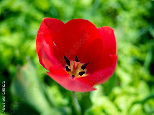 Fototapeta Naklejka Na Ścianę i Meble -  Orange flower. Plant.