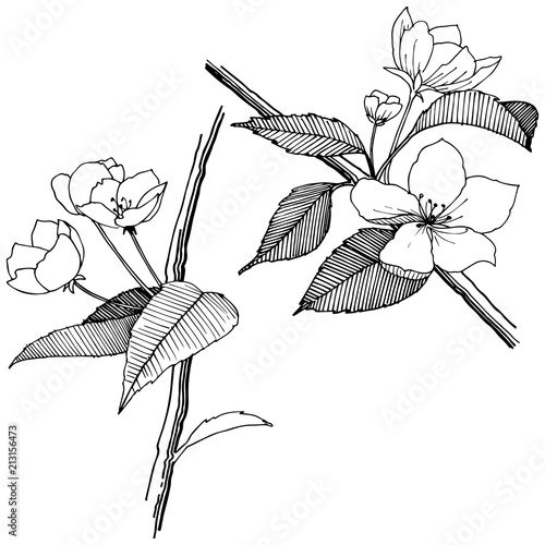 Apple flowers in a vector style isolated. Full name of the plant: apple flowers. Vector flower for background, texture, wrapper pattern, frame or border.