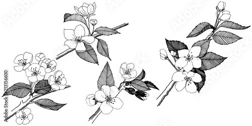 Apple flowers in a vector style isolated. Full name of the plant: apple flowers. Vector flower for background, texture, wrapper pattern, frame or border.