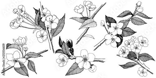 Apple flowers in a vector style isolated. Full name of the plant: apple flowers. Vector flower for background, texture, wrapper pattern, frame or border.